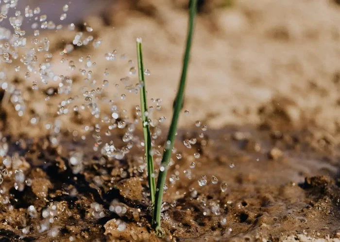 Watering plants with a steady stream – highlighting sustainable garden irrigation supported by efficient domestic pump solutions.